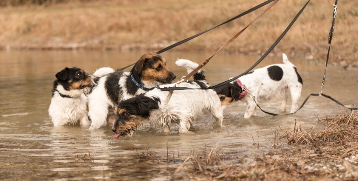 kleurstof Monnik Deens Bestaat er zoiets als te veel honden? - The Dog Pen - Hondenblog