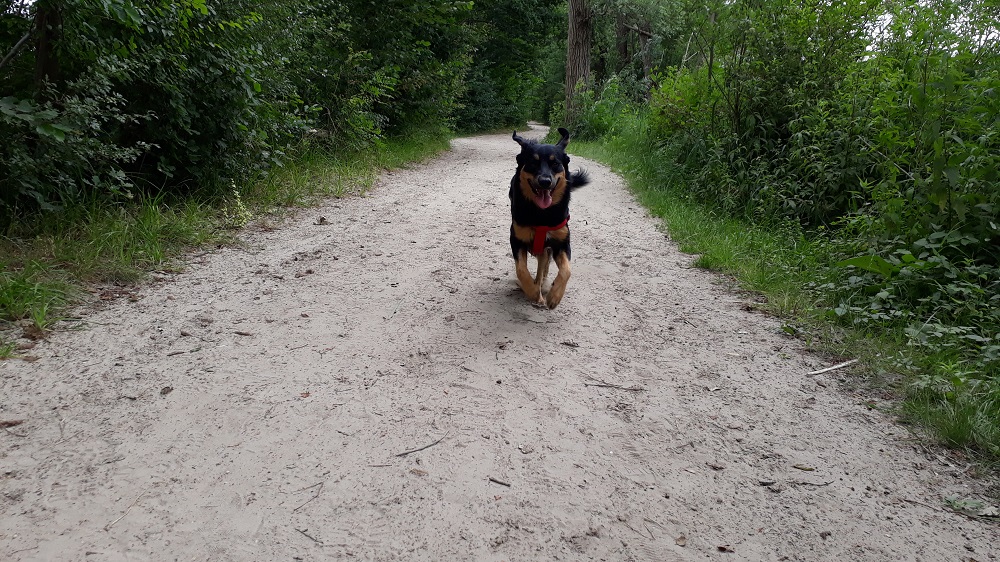 Sennah wandeling Maarssenveense plassen