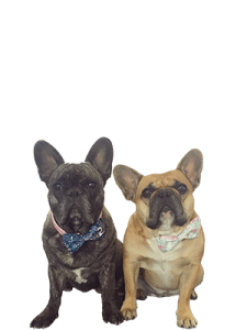 <p>Jolie & Jaeda</p>
<p>Jolie & Jaeda</p>