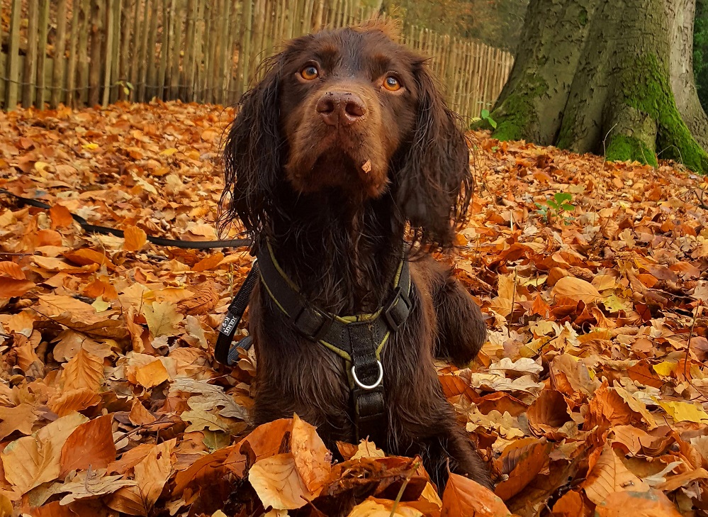 Wiske Working Cocker