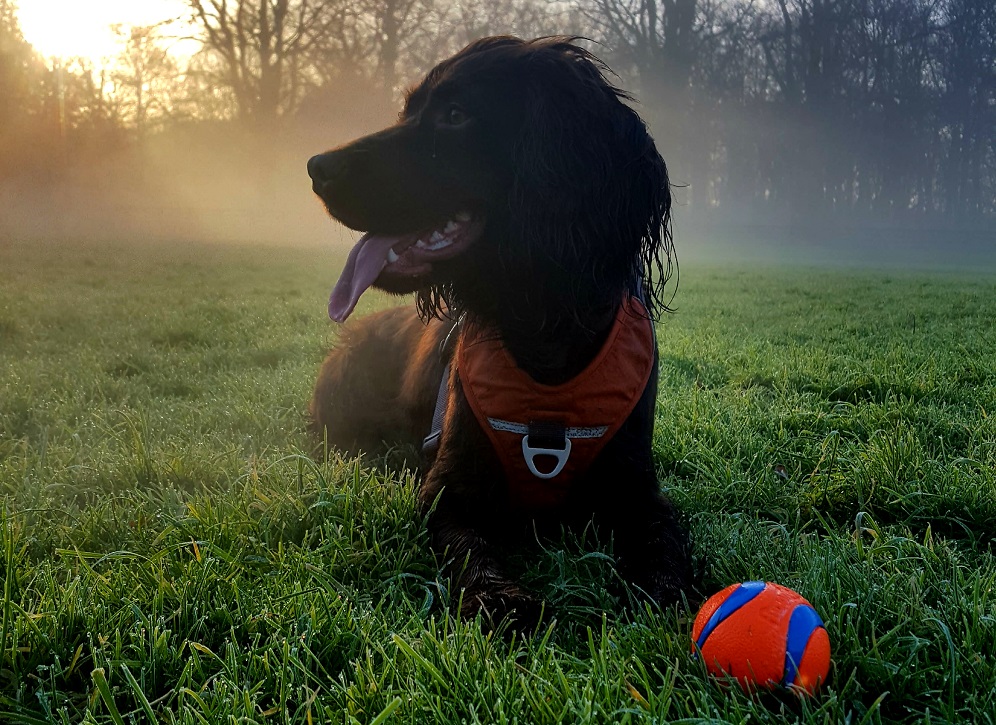 Wiske Working Cocker