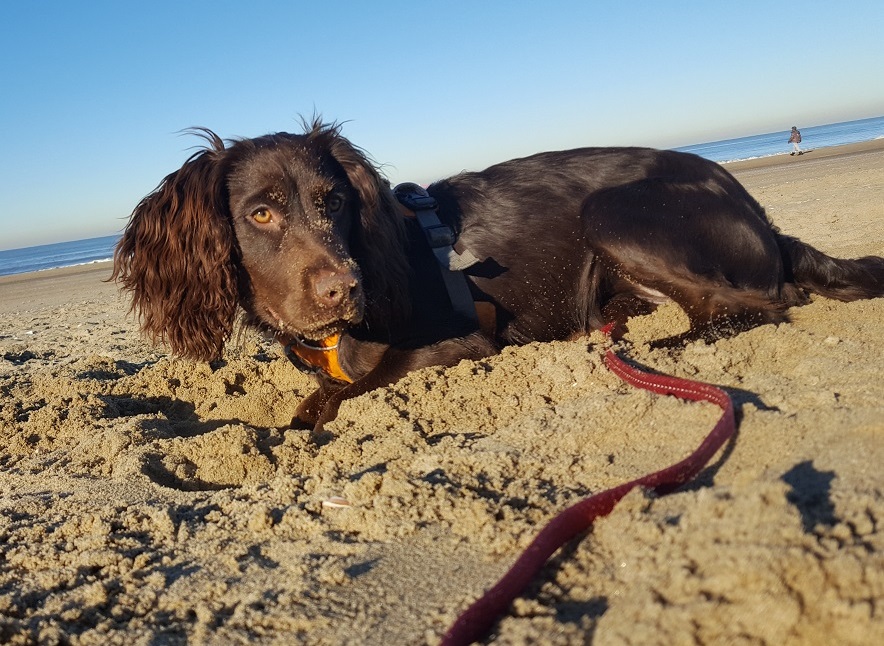 Wiske Working Cocker