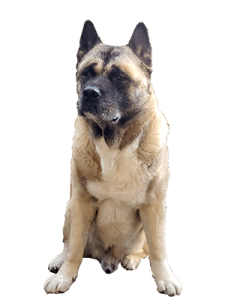 <p>Beer de Akita</p>
<p>Beer de Akita</p>