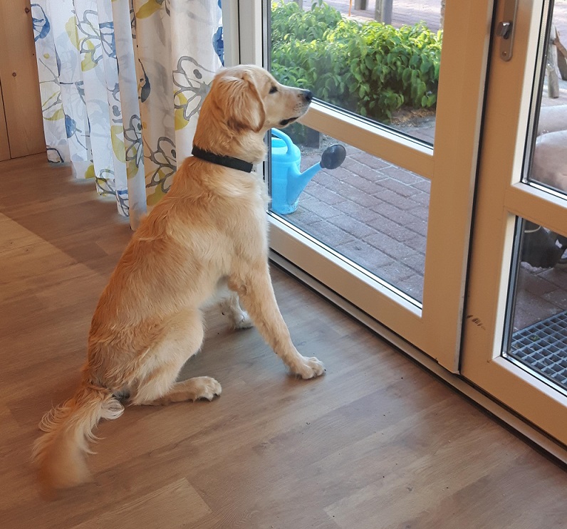 goldendoodle guus op het werk