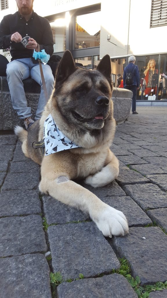 Beer mee naar de stad - Akita