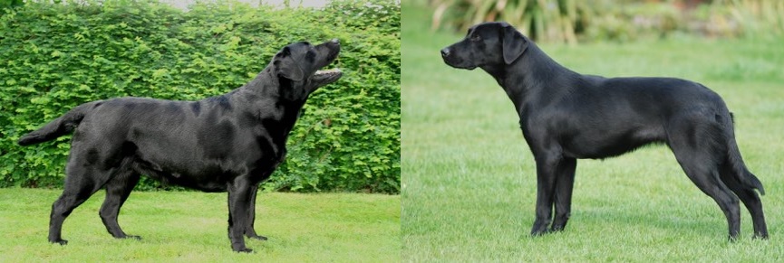 Labrador verschil werklijn vs showlijn