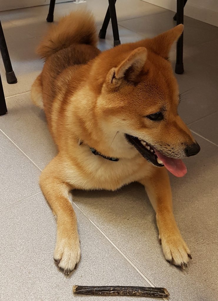 Shiba Inu Aiki test MEatsnax