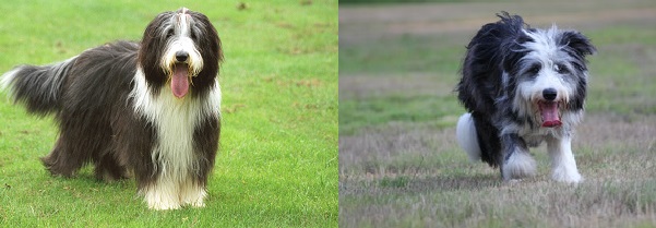 Bearded Collies showlijn vs werklijn