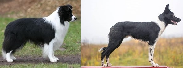 Border Collie verschil werklijn showlijn