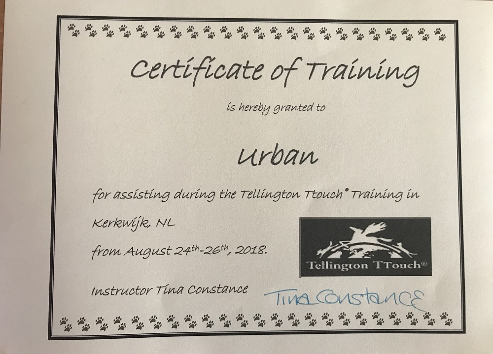 certificaat ttouch hond