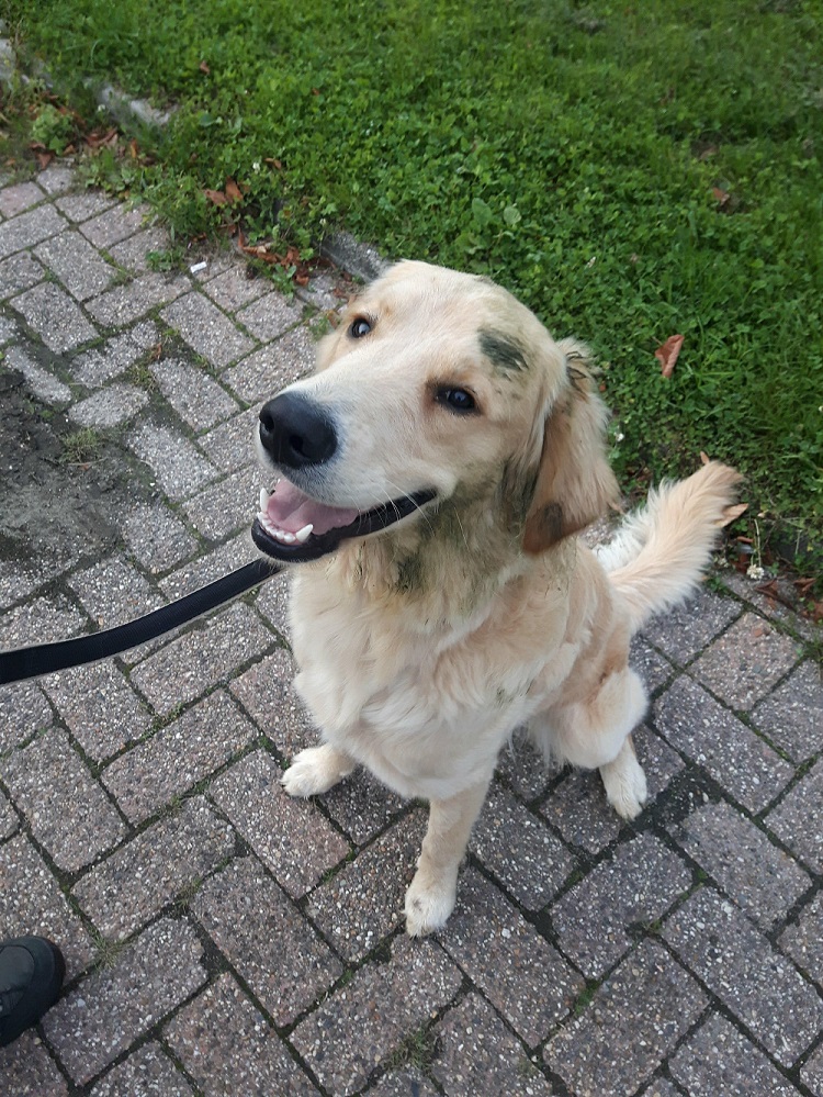 Goldendoodle Guus lekker vies van het gras