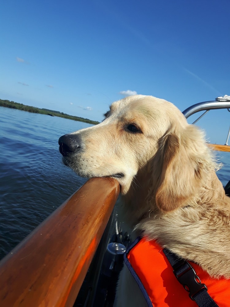 Goldendoodle Guus op de boot - varen met de hond