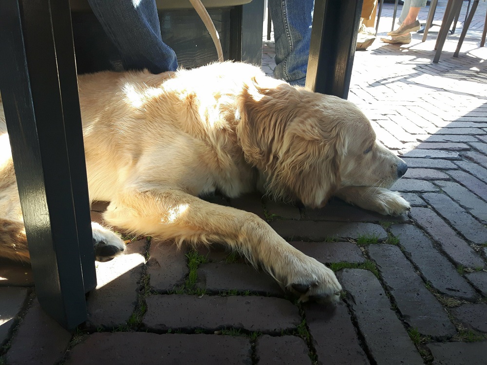 Goldendoodle Guus op het terras