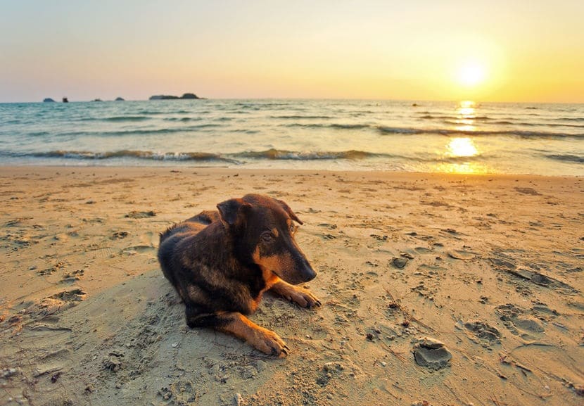 hond op strand