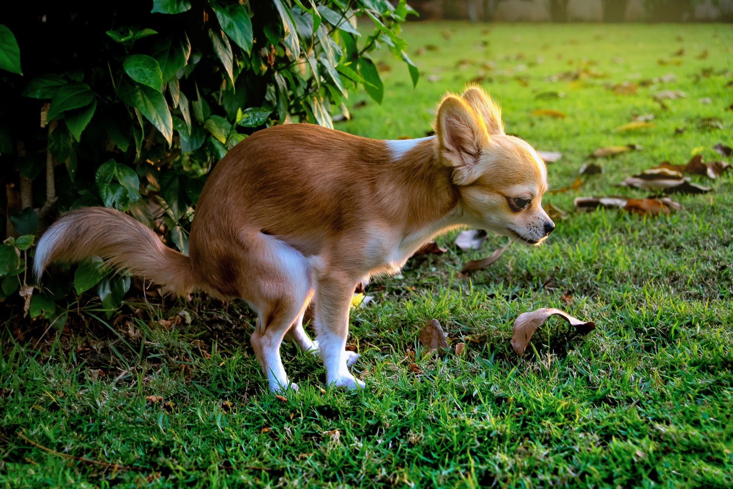 Wat Mag Je Hond Eten Bij Diarree The Dog Pen