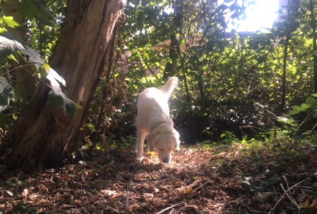 speuren in de tuin