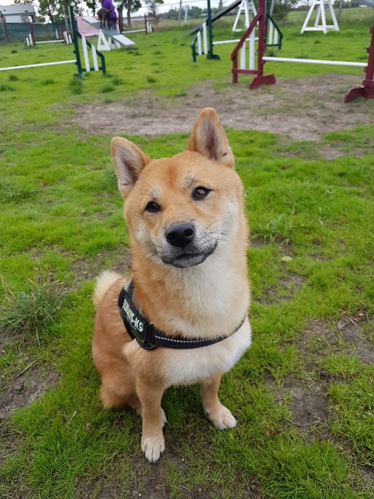 Shiba Inu Aiki