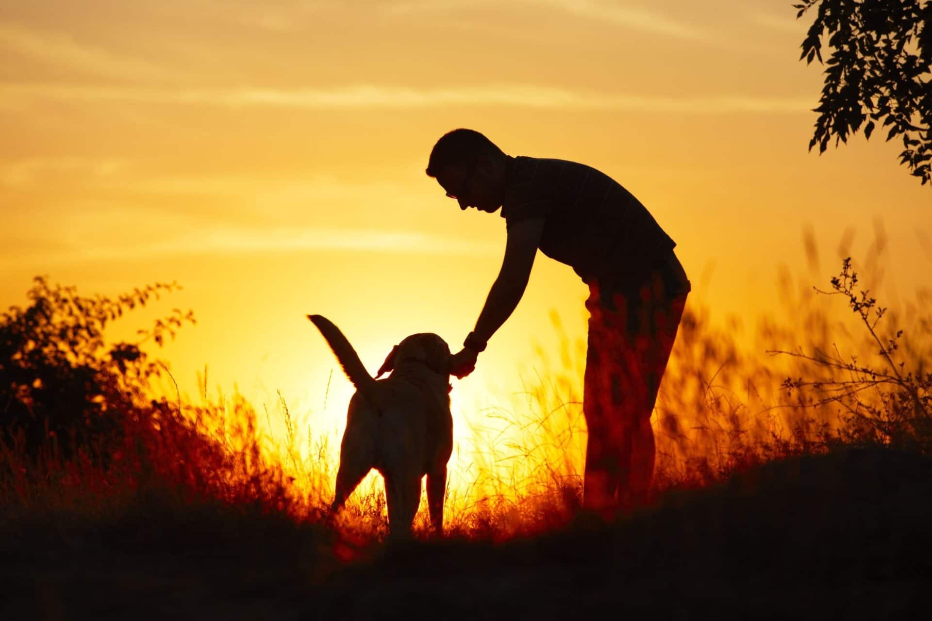 Is jouw hond zichtbaar in het donker? - The Dog Pen