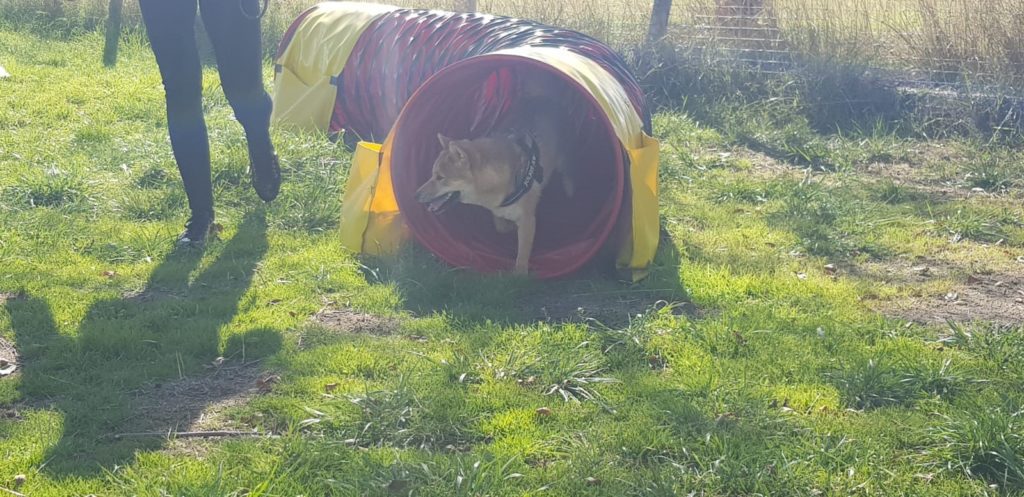 Agility Tunnel