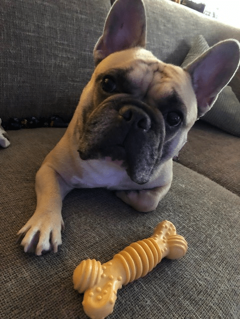 Nacho krijgt een Nylabone