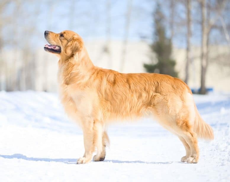 golden retriever