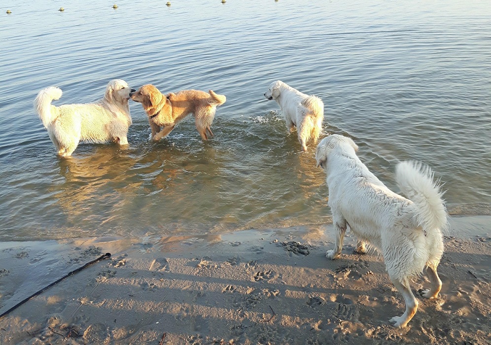 Guus spelend met golden retrievers
