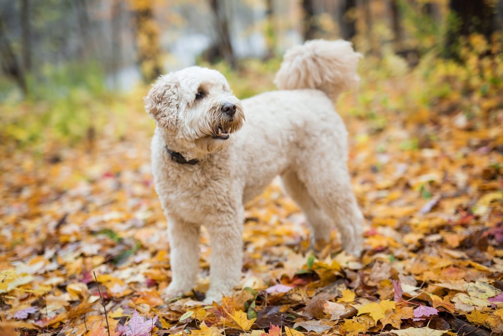 Goldendoodle