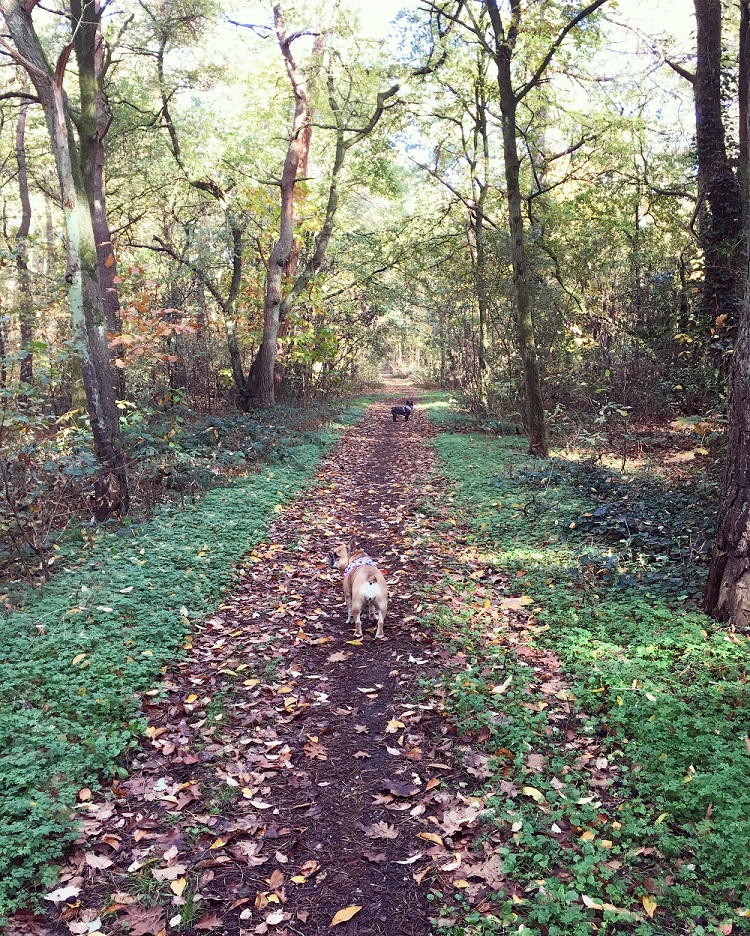 Jolie en Jaeda in het bos