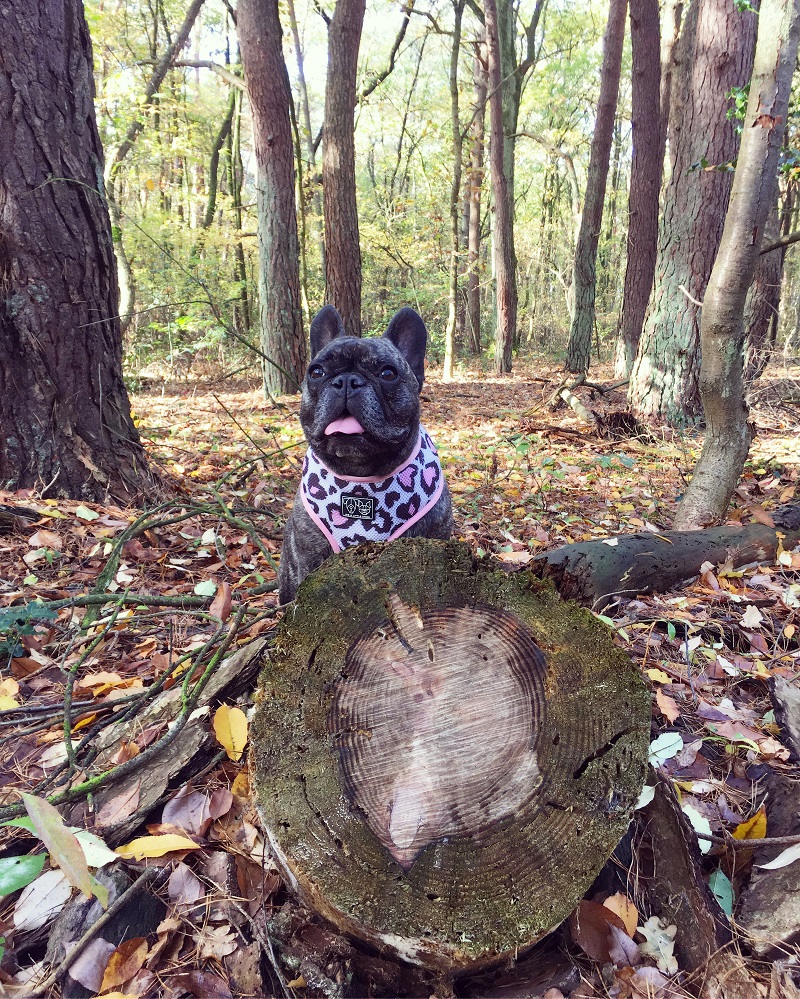 Jolie in het bos