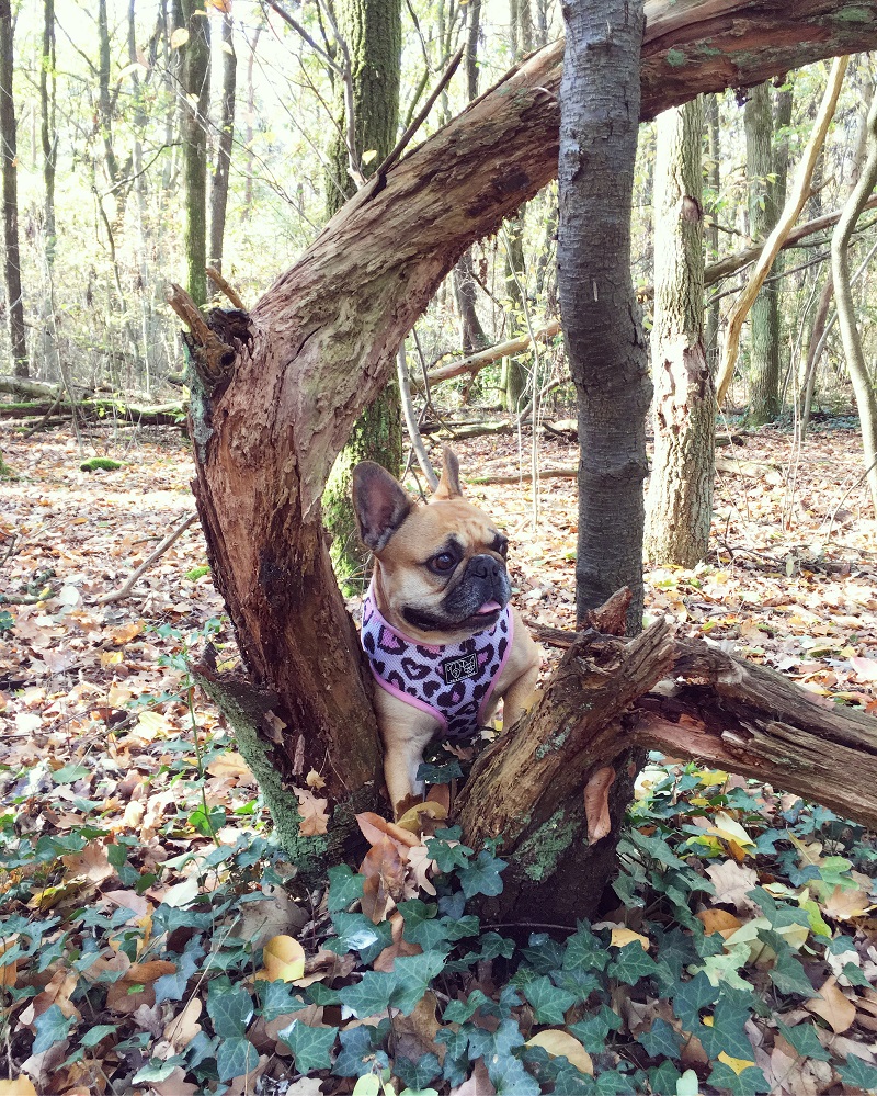 Jaeda in het bos