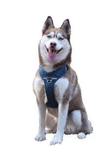 <p>Husky Nuka</p>
<p>Husky Nuka</p>