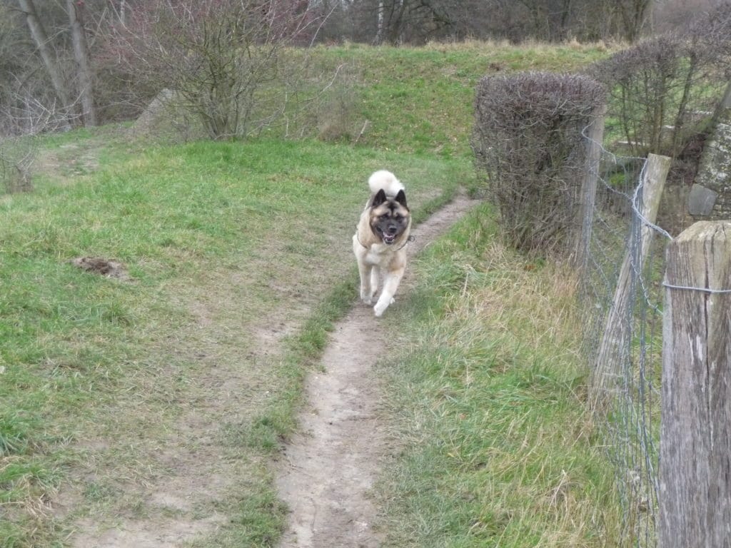 Vrij! The Dog Pen Beer de Akita