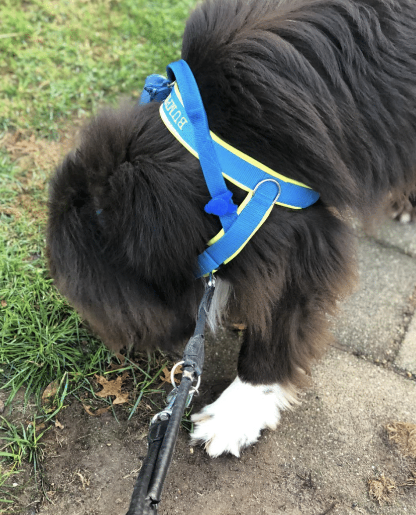 Loopse teefjes in de buurt