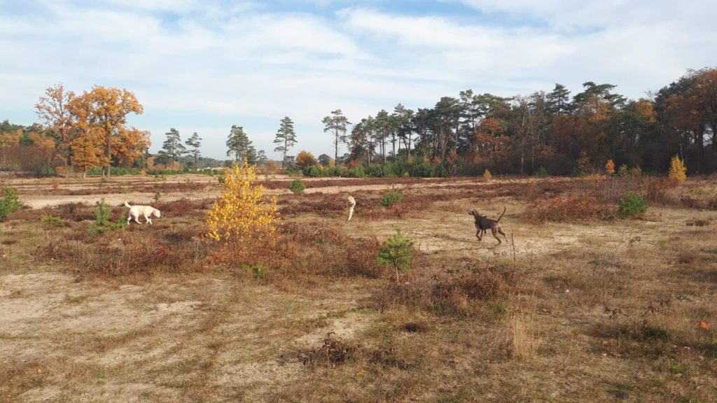 Guus soesterduinen