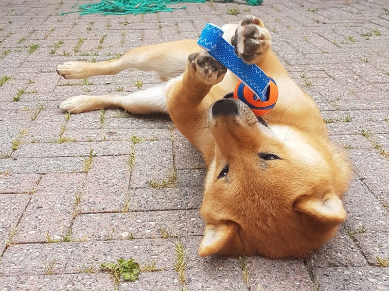 Shiba Inu Aiki