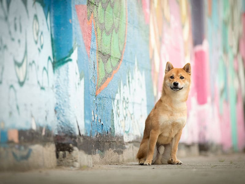 Shiba Inu Aiki