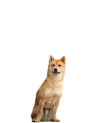 Shiba Inu Aiki