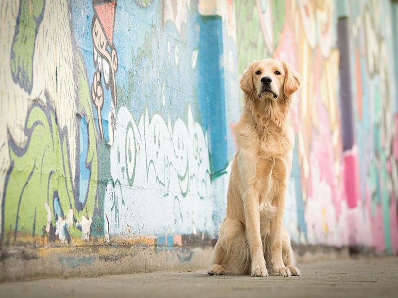 Goldendoodle Guus