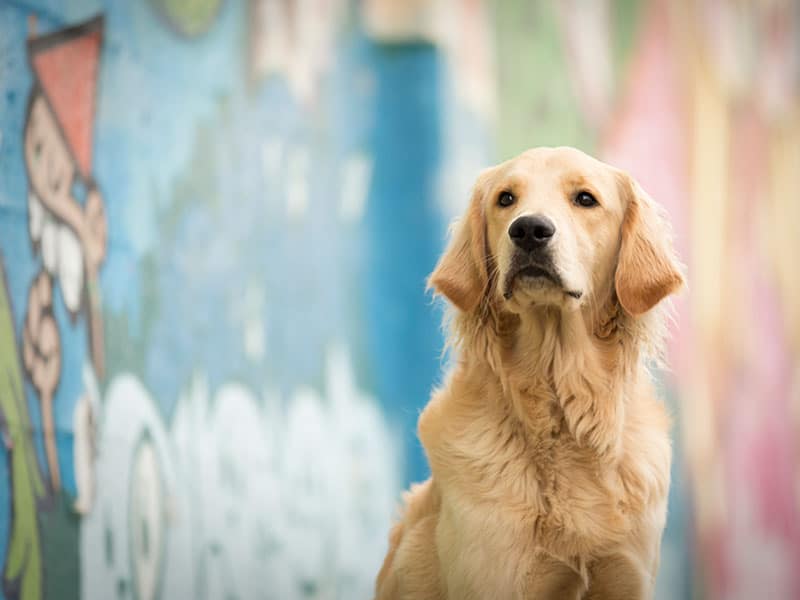 Goldendoodle Guus