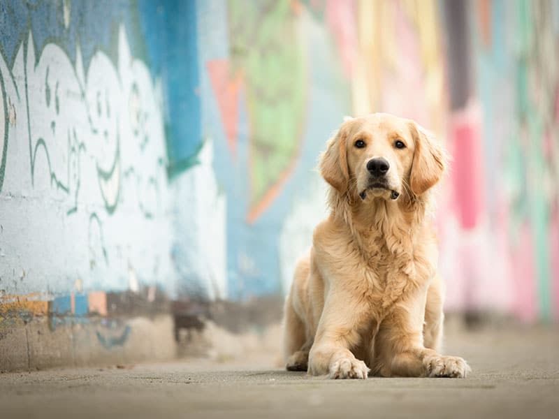 Goldendoodle Guus