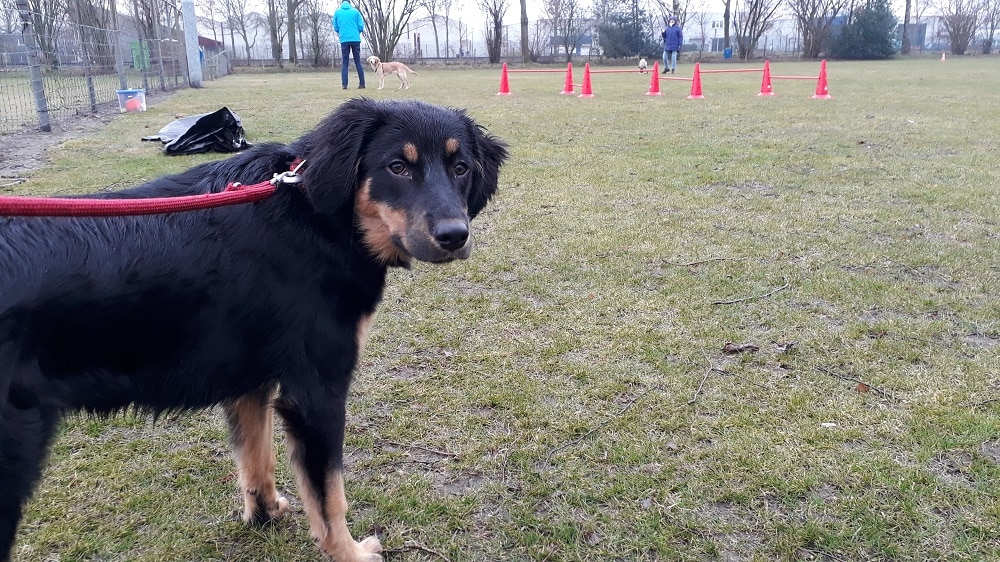 Sennah op het trainingsveld