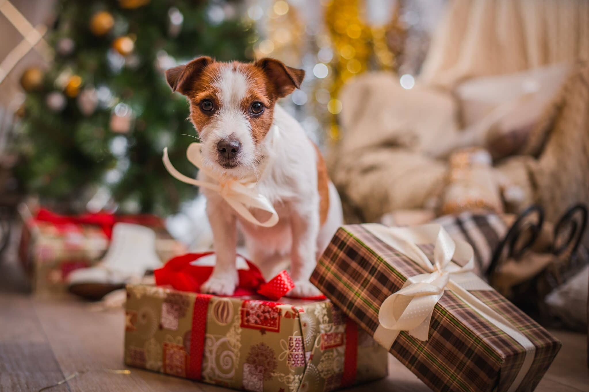 De leukste kerstcadeautjes voor de hond 2018 - The Dog Pen