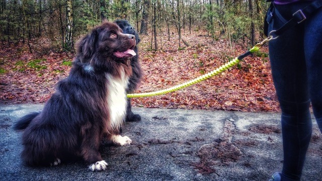 2 honden beginnen met canicross