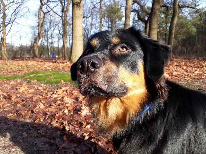 Sennah nieuwe halsband