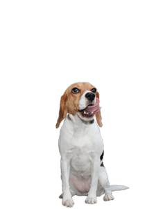 Waarom een beagle?