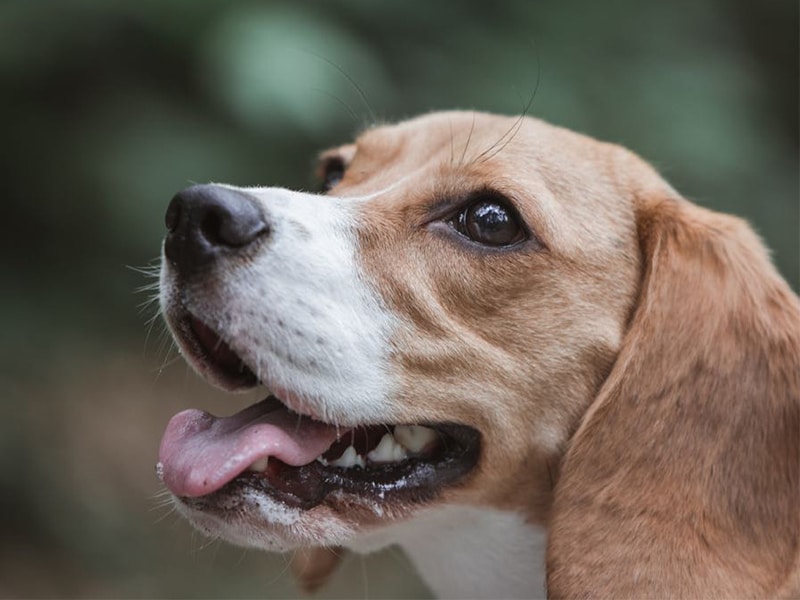 Daisy de Beagle