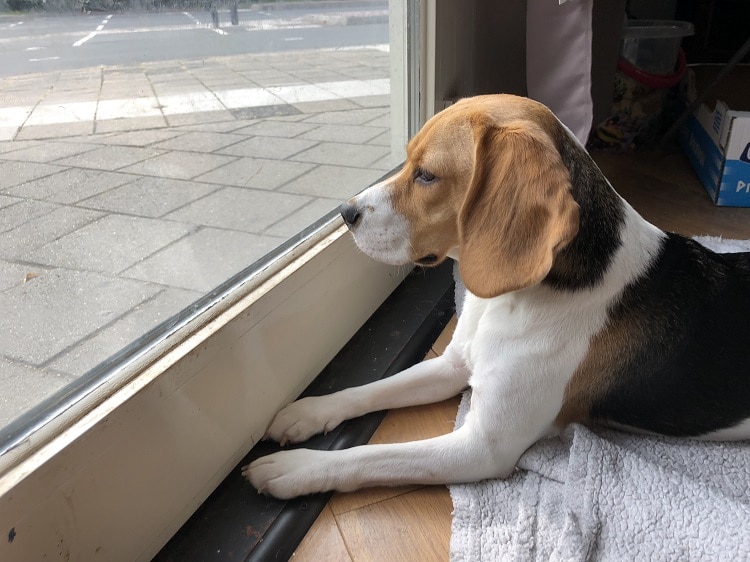 Daisy de Beagle - nieuwsgierig