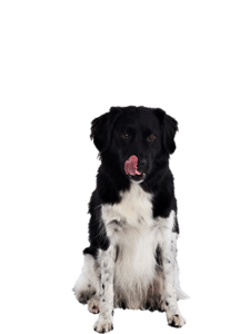 <p>Olli</p>
<p>Olli</p>