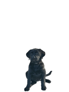 <p>Skye</p>
<p>Skye</p>