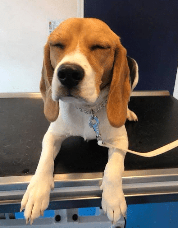 daisy bij de dierenarts anaalklieren